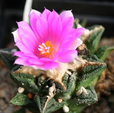 a miniature Star Rock Cactus with a pink flower