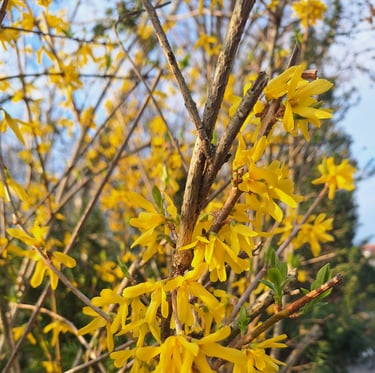 a Forsythia shrub with yellow flowers on green grass