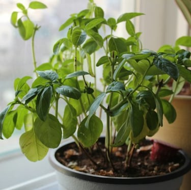 one poted Basil bush that got pruned properly
