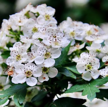 an Indian Hawthorn bush with white flowers