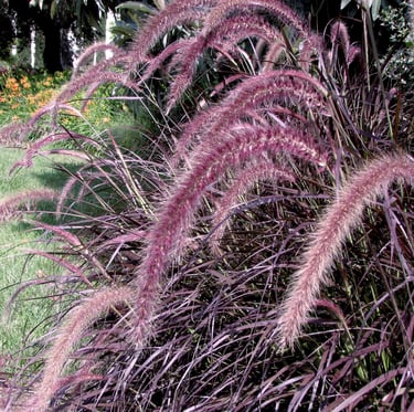 a Purple Fountain Grass plant in full sun