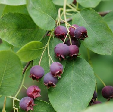 a bush with green leaves anf berries called Serviceberry
