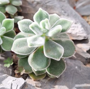 a miniature succulent cactus plant with green leaves
