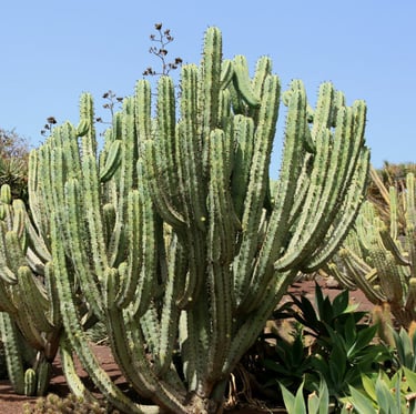 a lot of bush-like and tall Blue Myrtle Cacti in a desert
