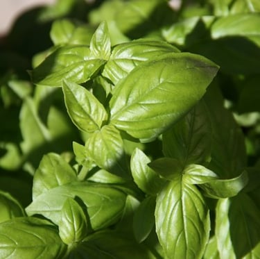 Basil growing excelent in a container