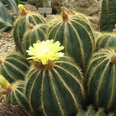 A round cactus plant with a yellow flower in a garden