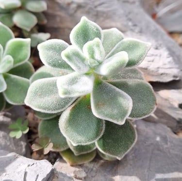 a tiny Echeveria succulent in a xeriscape garden