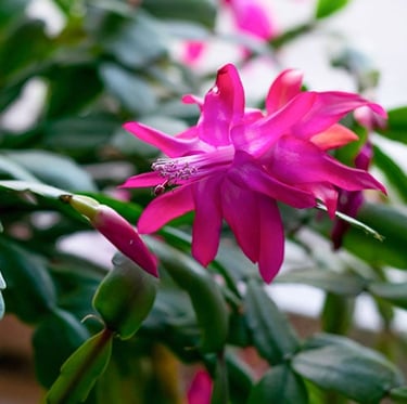 a bushy Christmas Cactus with a pink flower