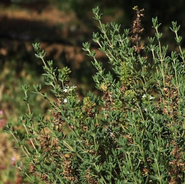 Creeping Thyme ground cover plants in a garden