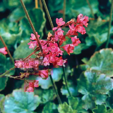 pink Coral Bell flowers in a dry shaded space