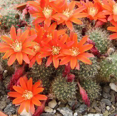 flowering South American Orange Crown cacti