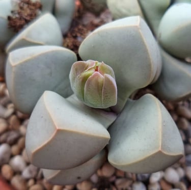 small and gray succulents that are called Karoo Rose