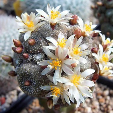a round cactus plant with white yellow flowers
