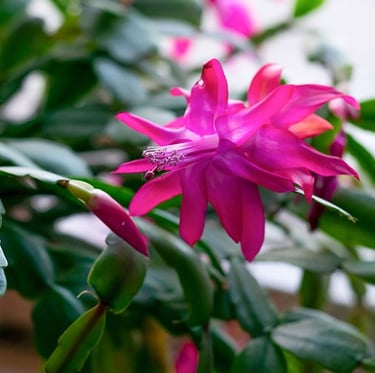 a dark green small cactus with a purple flower