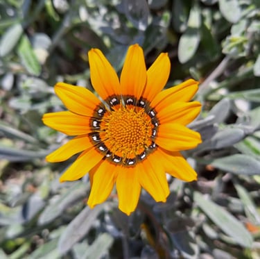 a orange Treasure Flower with yellow middle