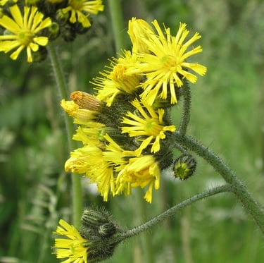 bright yellow Hawkweed blooms