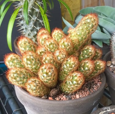 the Lady Finger Cactus with orange spines