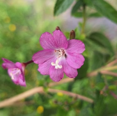 an pink Asian flower called Great Harry