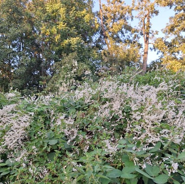the Fallopia weed expanding an a large surface