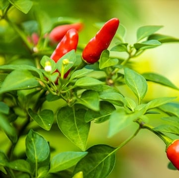 a leafy June pepper plant with red pepprs