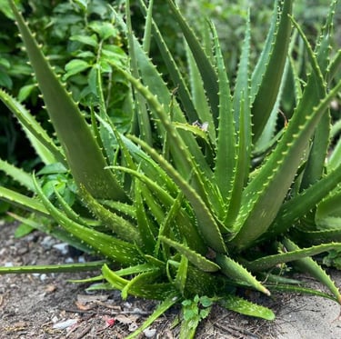Fresh Aloe Vera plant at Zanzibar spice farm – natural skincare remedy during Tanzania spice tour