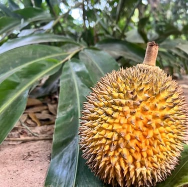 Durian fruit at Zanzibar spice farm tour – exotic tropical fruit experience in Tanzania