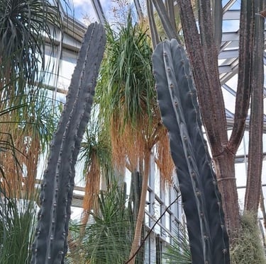 two tall cacti standing between other high cactus plants