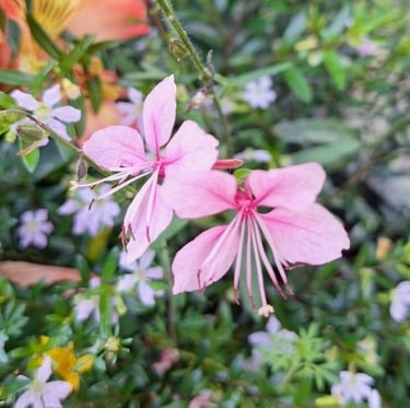 two tiny and pink Asian flowers