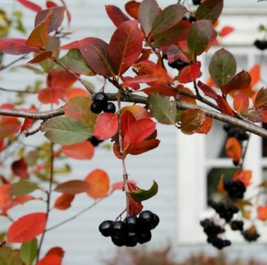 Chokeberry shade bush with red leaves and black berries