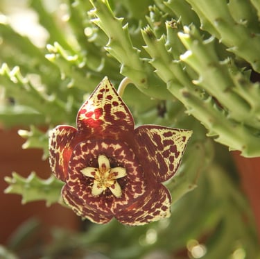 a tiny, brown Star Cactus flower