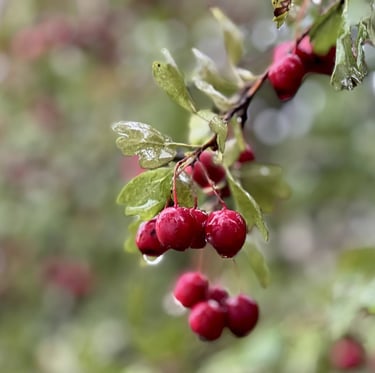 a leafy Crataegus bush in shade with red berries