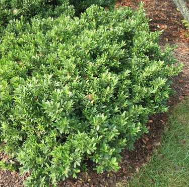 one small and green low maintenance shrub