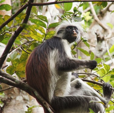 Zanzibar red colobus and Sykes monkeys in the forest canopy of Jozani Forest, perfect for wildlife photography