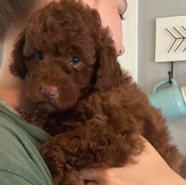 a woman holding a brown puppy puppy in her arms