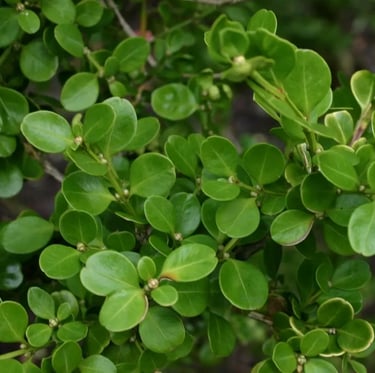 a fast growing shrub named Japanese Boxwood