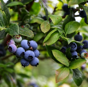 a bush with berries that needs to be trimed