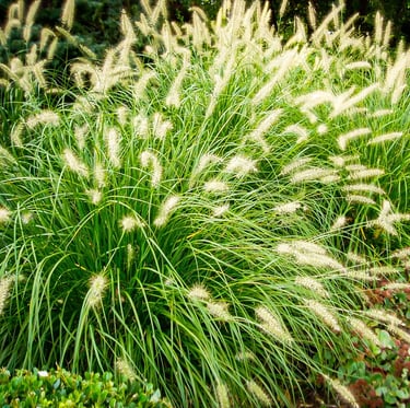 green and white Dwarf Fountain Grass