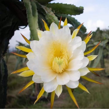 a white and yellow dragonfruit flower