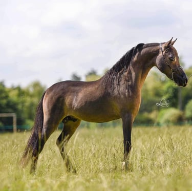 AMHA stallion etalon miniature américain