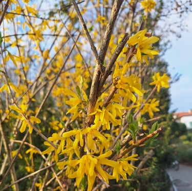 a flowering Forsythis bush in spring
