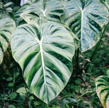 a large green Philodendron leafy plant with a lot of leaves