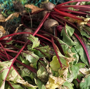 multiple red Beetroot plants with green leaves