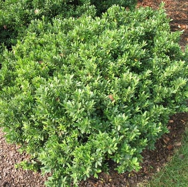 one small and low growing evergreen bush