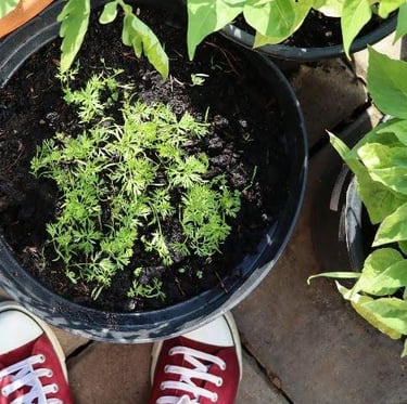 a carrot plant growing in a planter