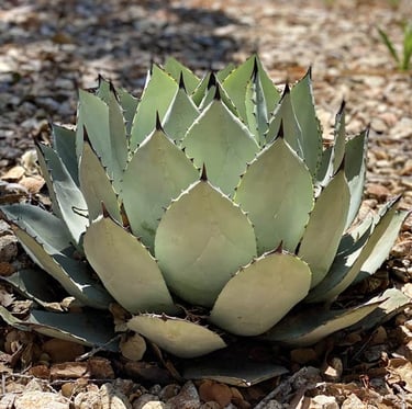 the Japan native Artichoke Cactus