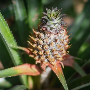 exotic Pineapple Plant leaves with a small pineapple on top