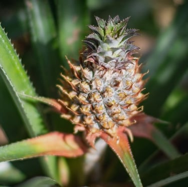 exotic Pineapple Plant leaves with a small pineapple on top