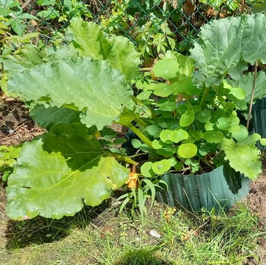 three Swisss Chard leaves arund many weeds