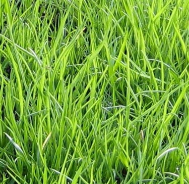 a lot of light green Tall Fescue weeds