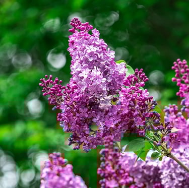 a bunch of pink and purple spring Lilac blooms on a stem